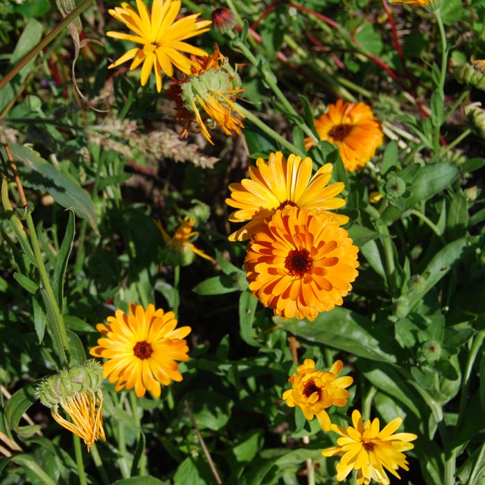 Dag-van-de-Aarde-natuurfoto-2-vierkant