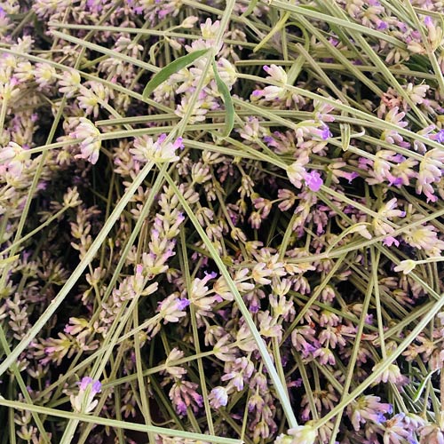 Lavendel